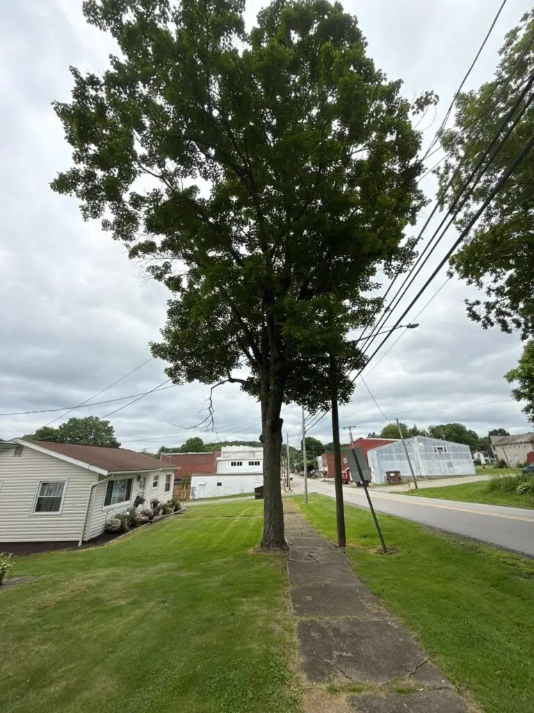 tree assessments