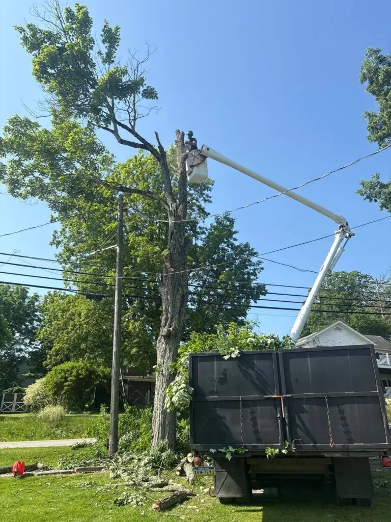 tree trimming from powerline